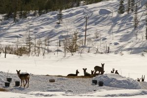 Regeringens förslag innebär att länsstyrelsen ska kunna förbjuda utfodring för att minska risken för trafikolyckor eller för att viltet orsakar allvarliga skador i jord- och skogsbruk.