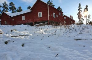 Vargspår vid ett hus i Ovanåkers kommun, Hälsingland.