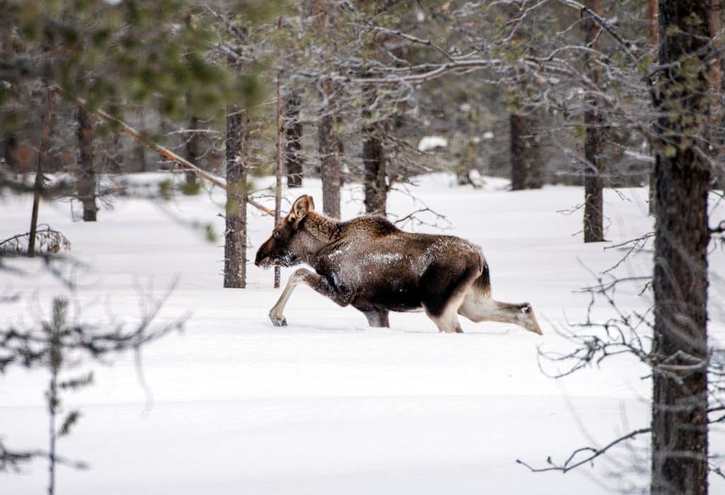 Länsstyrelsen i Västernorrlands län ser inget skäl till att stoppa Holmens skogs planerade älgjakt i djupsnö.