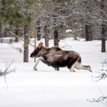 Länsstyrelsen i Västernorrlands län ser inget skäl till att stoppa Holmens skogs planerade älgjakt i djupsnö.