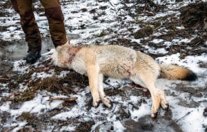 Länsstyrelsen avlyser licensjakt trots att bara två av de tilldelade sex vargarna fällts i reviret.