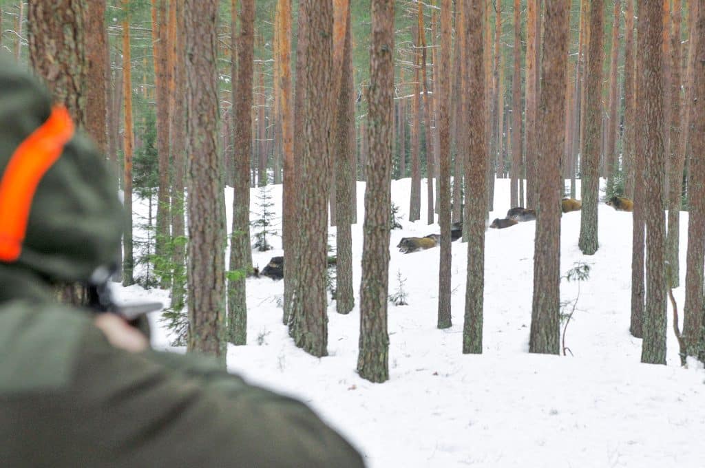 Mycket är annorlunda på vanlig jakt i Lettland. Men samtidigt är grunden densamma: viltet och jägaren.