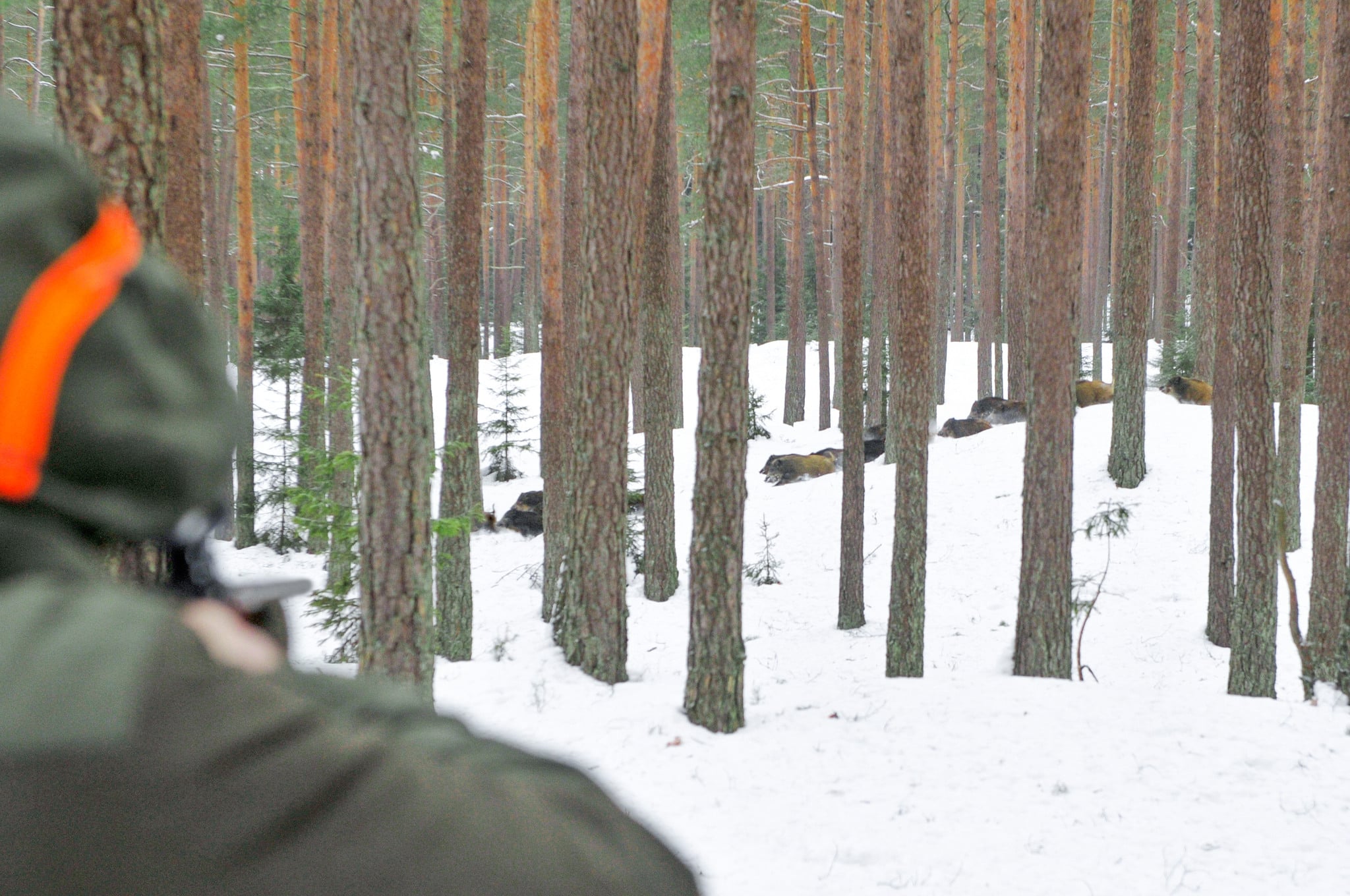 Mycket är annorlunda på vanlig jakt i Lettland. Men samtidigt är grunden densamma: viltet och jägaren.