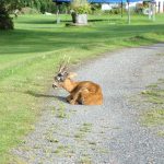 Den svårt utmärglade råbocken låg på en infart när den avlivades. Foto: Privat