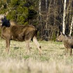 Det tycks inte finnas något enskilt enkelt svar på vad som orsakar älgdöden, enligt forskningsrapporten från SVA. Foto: Martin Källberg