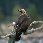 Trots vad Naturskyddsföreningen och Världsnaturfonden påstår föreslår regeringen ingen jakt på kungsörn. Foto: Kenneth Johansson