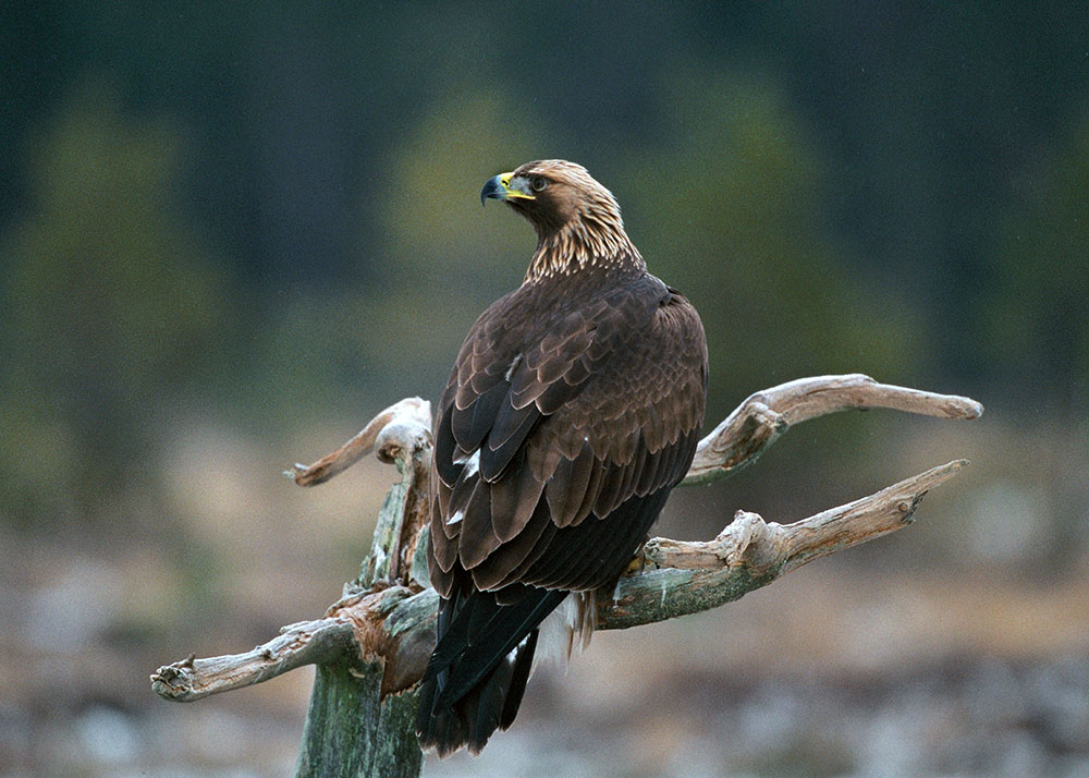 Trots vad Naturskyddsföreningen och Världsnaturfonden påstår föreslår regeringen ingen jakt på kungsörn. Foto: Kenneth Johansson