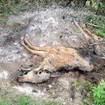 Med krossad bakdel hade den påkörda älgkalven släpat sig från vägen till en åkerkant där den blev liggande. Foto: Privat