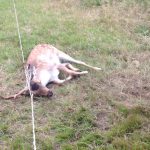 Jägarna Philip och Micke Åberg från Timrilt i Halland räddade livet på en dovhjort som satt ohjälpligt fast i ett elstängsel.