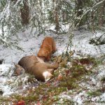 Prova en basset rauve de bretagne genom att skriva upp dig i en jakthundspool.