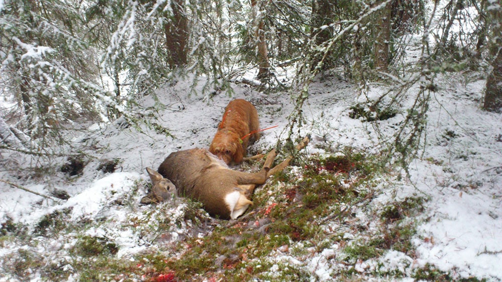 Prova en basset rauve de bretagne genom att skriva upp dig i en jakthundspool.
