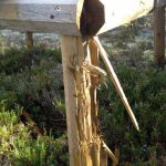 Grovt och stenhårt virke trasades sönder av björnen. Om man tittar noga syns avtrycken från björnens tänder. Foto: Joachim Söderberg