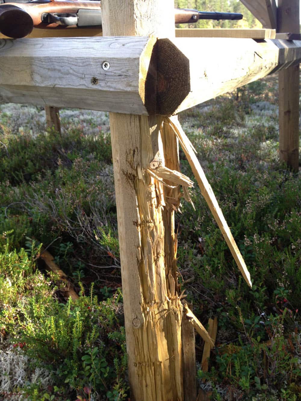 Grovt och stenhårt virke trasades sönder av björnen. Om man tittar noga syns avtrycken från björnens tänder. Foto: Joachim Söderberg