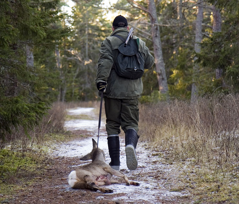 1 oktober inleds rådjursjakten med hund. Foto: Olle Olsson