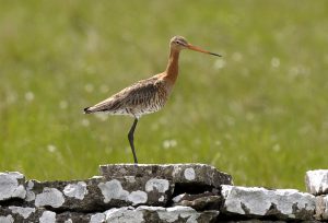 Öland är kärnområde för Sveriges rödspovar. Att arten nu ökar i antal innebär att läget för en av landets mest hotade arter ljusnat något. Foto: Magnus Johansson