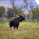 Jaktlagsutredaren föreslår att jakt- och viltfrågorna flyttas från Naturvårdsverket till en ny myndighet, Viltmyndigheten. Foto: Kenneth Johansson