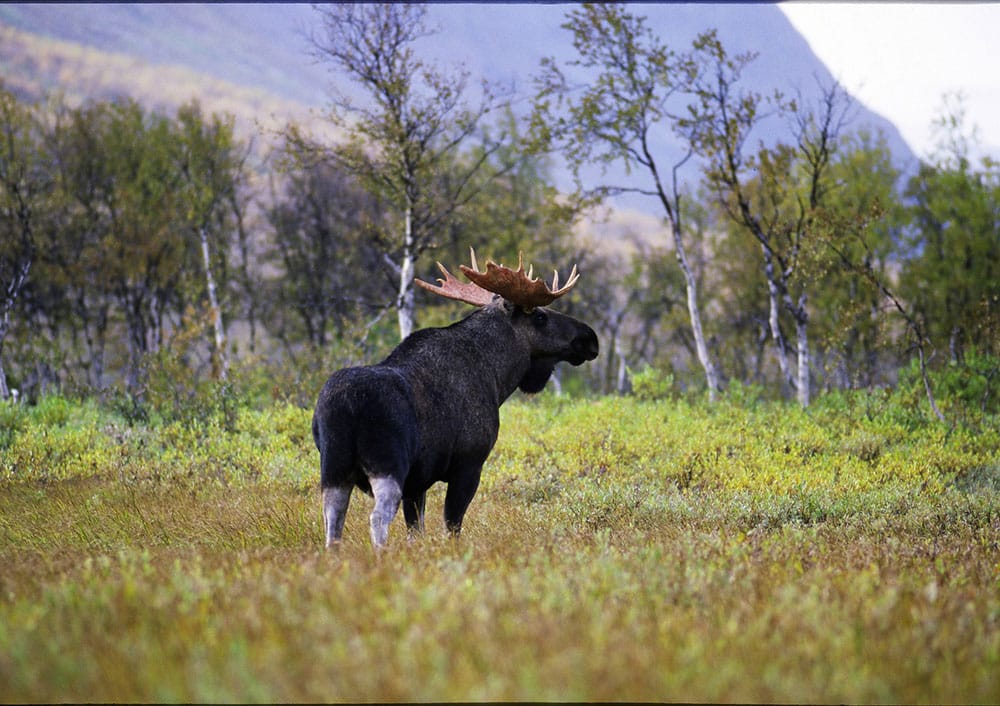 Jaktlagsutredaren föreslår att jakt- och viltfrågorna flyttas från Naturvårdsverket till en ny myndighet, Viltmyndigheten. Foto: Kenneth Johansson