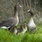 På bilden ser det bra ut, men endast en vild fjällgåsunge har blivit flygg i sommar. Foto: Tom Svensson/Nordens Ark