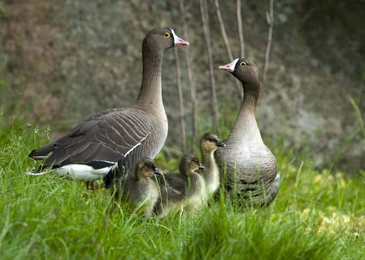 På bilden ser det bra ut, men endast en vild fjällgåsunge har blivit flygg i sommar. Foto: Tom Svensson/Nordens Ark
