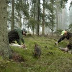 Värdet av jakten är högt, men det är fortfarande skogens träd som har störst betydelse för priserna på skogsfastigheter. Foto: Jan Henricson