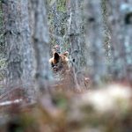 Tänk björn när älghunden skäller ståndskall. Foto: Olle Olsson