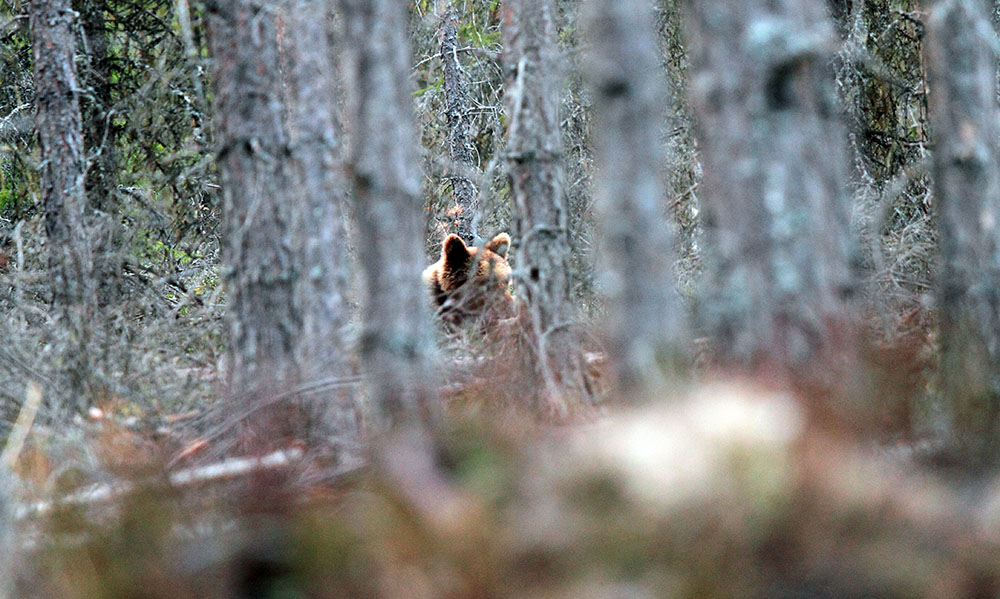 Tänk björn när älghunden skäller ståndskall. Foto: Olle Olsson