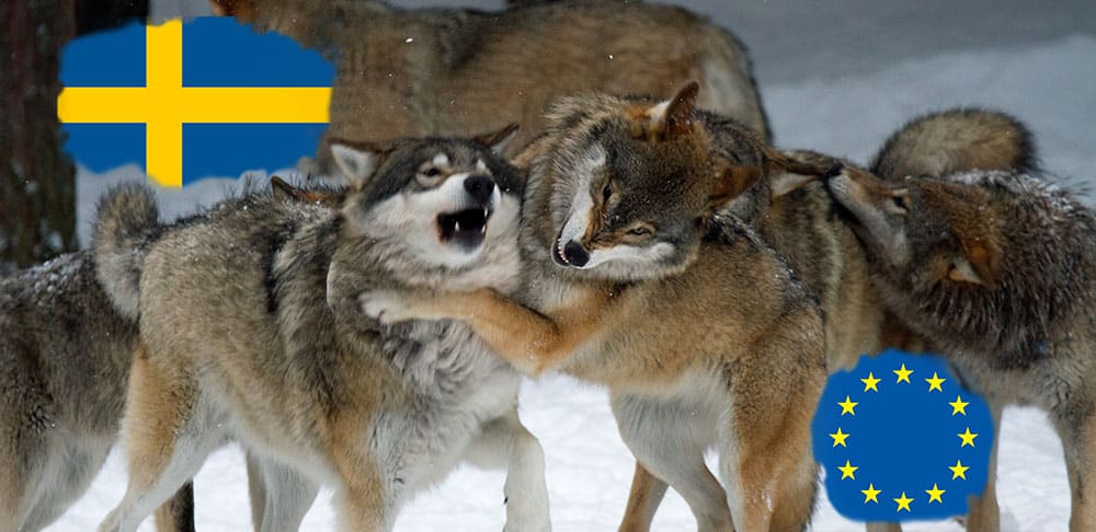 Foto: Olle Olsson