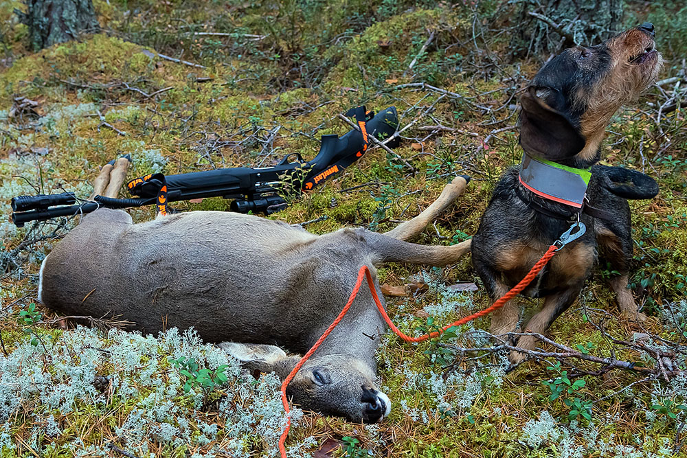 Är en viltspårmeriterad hund bättre än en omeriterad hund när det gäller att klara ut skarpa eftersök? Det anser (M)-politikern Eva Lohman i en motion till riksdagen. Foto: Torbjörn Lektell