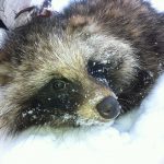 Statssekreterarna vid de ansvariga departementen i Sverige, Norge och Finland vill ta ett gemensamt krafttag mot mårdhunden. Foto: Mårdhundsprojektet