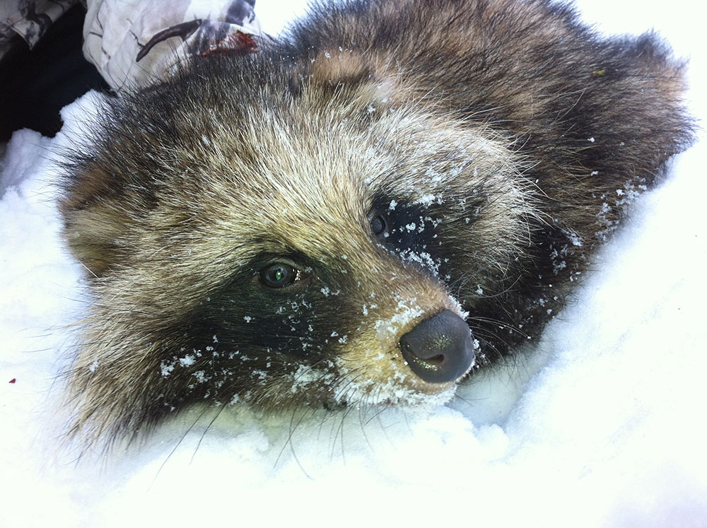 Statssekreterarna vid de ansvariga departementen i Sverige, Norge och Finland vill ta ett gemensamt krafttag mot mårdhunden. Foto: Mårdhundsprojektet
