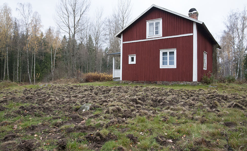 Vildsvinens födosök ställer till problem. Bland annat för husägare som får sina gräsmattor uppbökade. Foto: Jan Henricson