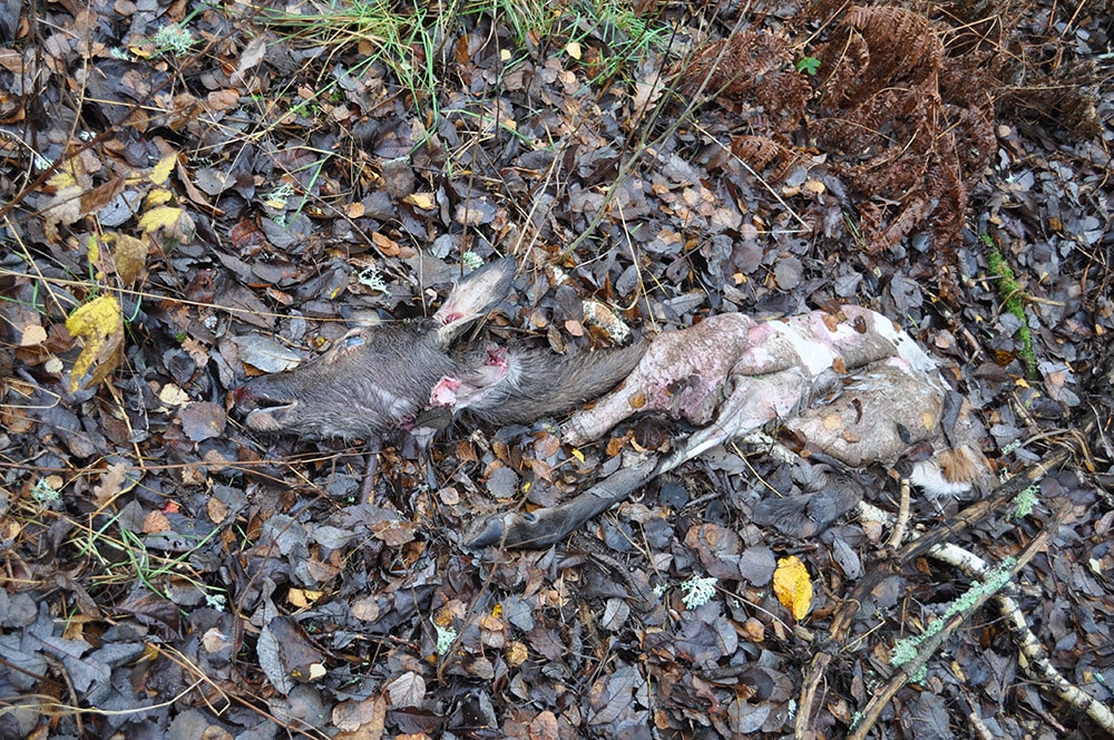 När slaktplatsen upptäcktes stod det snabbt klart att hjortkalven blivit tjuvskjuten. Foto: Nils Hamilton