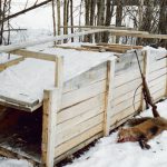 Fyndet av två omärkta rävfällor i Värmland har nu anmälts till polisen för misstänkt brott mot jaktlagstiftningen. Foto: Bernt Karlsson