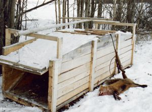 Fyndet av två omärkta rävfällor i Värmland har nu anmälts till polisen för misstänkt brott mot jaktlagstiftningen. Foto: Bernt Karlsson