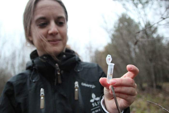 Ruth Nichols DNA-test kan visa vilken djurart som betat på ett träd. Foto: Magnus Nyberg