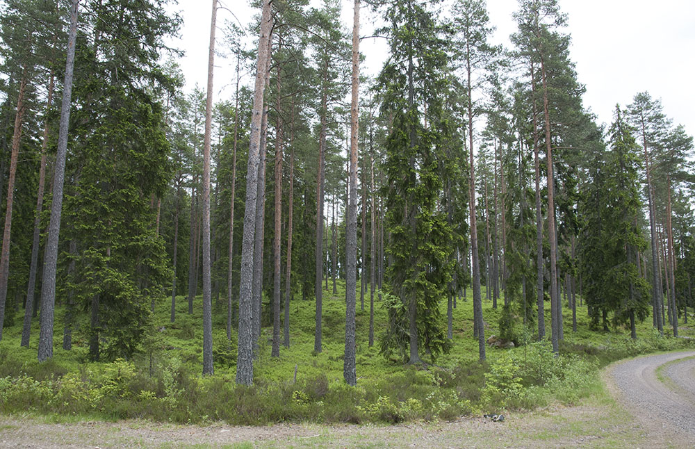 Foto: Jan Henricson