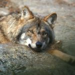 Riksdagsbeslutet om rovdjuren kommer kanske inte att tas den 5 december, utan först den 10 december. Foto: Tero Niemi