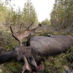 Trots att inte 2013 var något svampår är cesiumhalterna i älgkött högre än på flera år utanför Hudiksvall. Foto: Jan Henricson