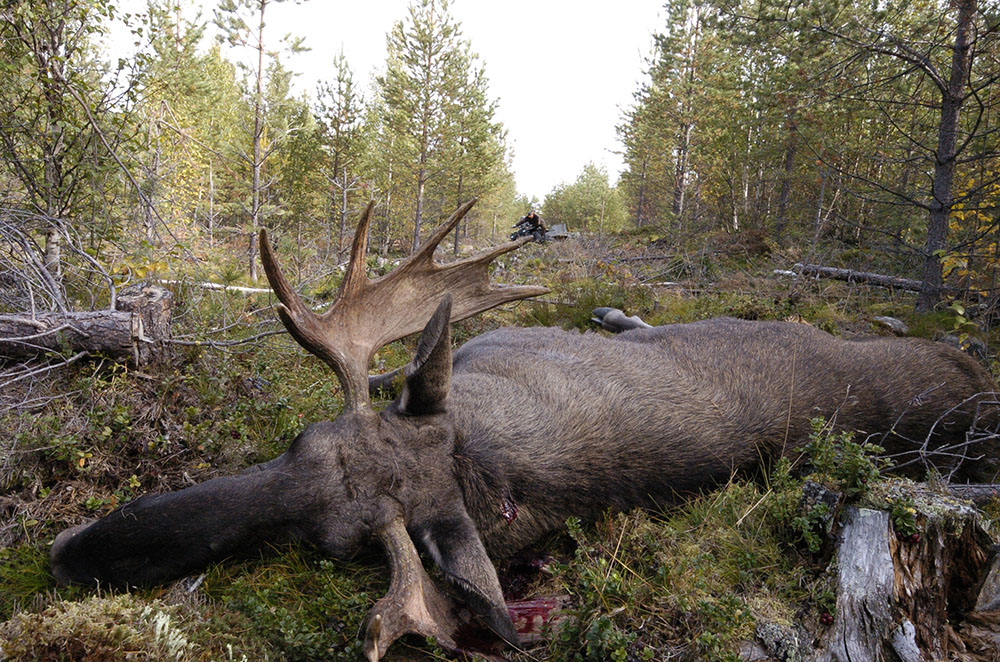 Trots att inte 2013 var något svampår är cesiumhalterna i älgkött högre än på flera år utanför Hudiksvall. Foto: Jan Henricson