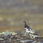 Både för fjällripa och dalripa registrerade forskarna mer än en halvering av den häckande populationen under perioden. Foto: Tero Niemi