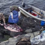 – Utslaget har inget med själva jakten att göra, den är en fråga för sig, men om jägarna inte får avsättning för skinn, olja och kött blir det besvärligt, säger Anders Grahn. Foto: Daniel Sanchez