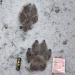 Vargen hade följt skogsarbetarna cirka 300 meter in i skogen. Foto: Per Mellström