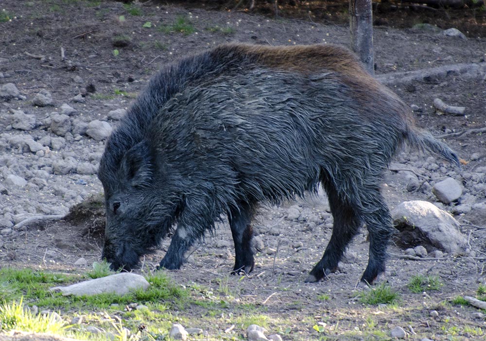 Dags för skyddsjakt på åländska vildsvin? Foto: Martin Källberg