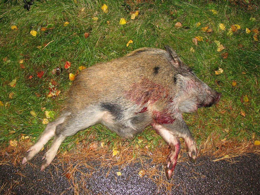 Vildsvinet som Henrik Liljegren sköt vägde 25 kilo. På åteln uppträdde det helt normalt. Foto: Privat