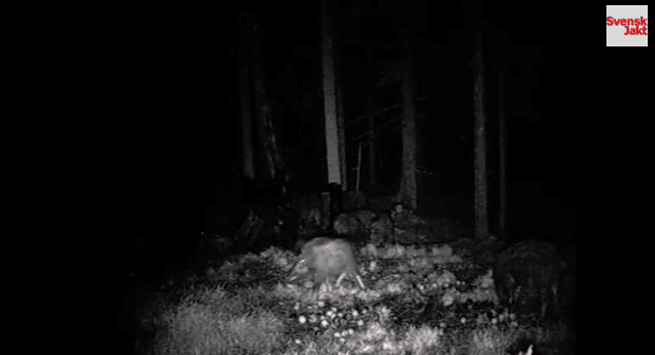 Stillbild ur filmen på det märkligt växta vildsvinet.