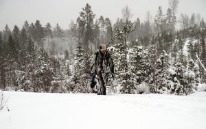 Det är ännu oklart hur det går med årets vargjakt. Just nu hopar sig frågorna i Kammarrätten. Foto: Olle Olsson