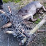 Det går att förebygga sådana här händelser, genom att använda rätt sorts tråd och se till att den är hårt spänd. Den här dovhjorten led med sju stängselstolpar och över 200 meter tråd i hornen. Foto: Daniel Söderberg