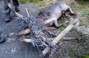 Det går att förebygga sådana här händelser, genom att använda rätt sorts tråd och se till att den är hårt spänd. Den här dovhjorten led med sju stängselstolpar och över 200 meter tråd i hornen. Foto: Daniel Söderberg