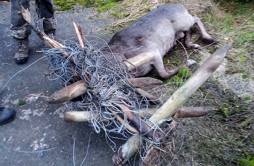 Det går att förebygga sådana här händelser, genom att använda rätt sorts tråd och se till att den är hårt spänd. Den här dovhjorten led med sju stängselstolpar och över 200 meter tråd i hornen. Foto: Daniel Söderberg