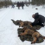 Två av de vargar som Skandulv sövde vid Ulvsjön i måndags. Foto: Lisbeth Sivertsen